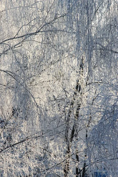 雪と霜に覆われた木 — ストック写真