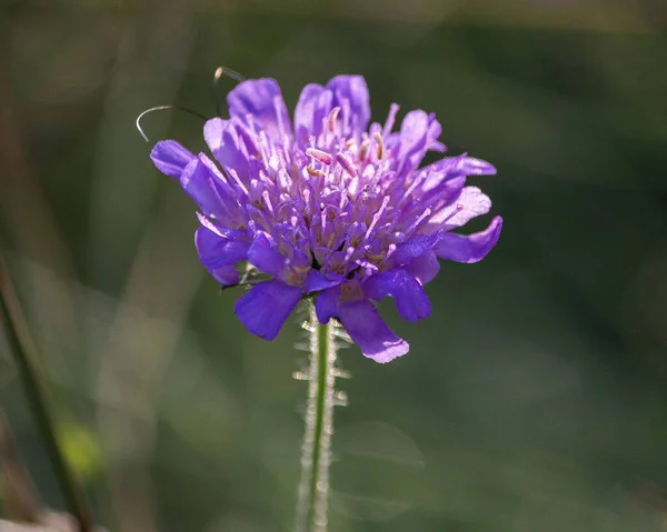 Fleur Pourpre Knautia Chardon — Photo