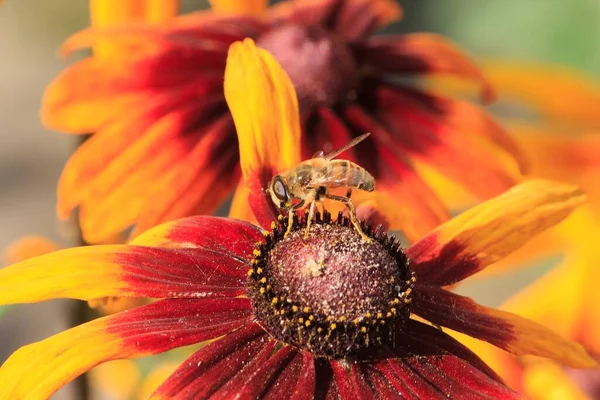 Μέλισσα Πορτοκαλί Λουλούδι Closeup — Φωτογραφία Αρχείου