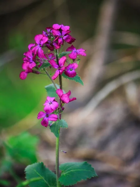 森林里的紫色花朵 — 图库照片