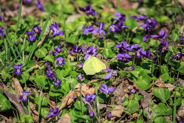 Žlutý Motýl Kytce Violy Detailní — Stock fotografie