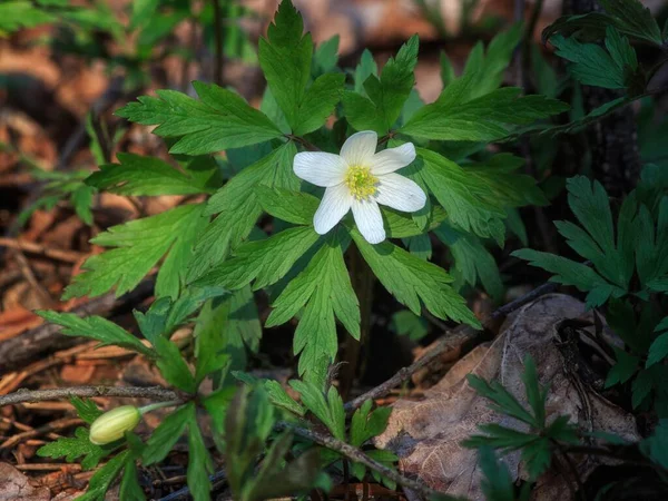 Wiosna Biały Anemon Kwiaty Lesie — Zdjęcie stockowe