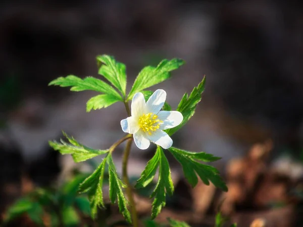 Wiosna Biały Anemon Kwiaty Lesie — Zdjęcie stockowe