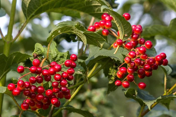 枝条上的红色维伯纳姆浆果 — 图库照片