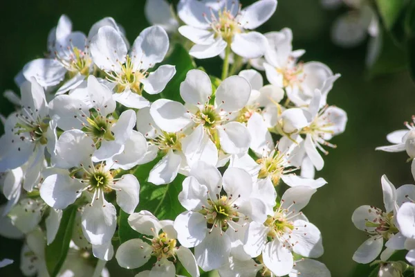 Blommande Gren Päronträd — Stockfoto