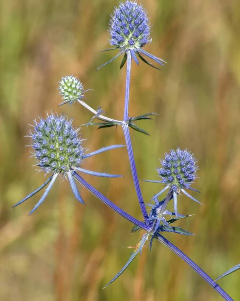 Chardon Fleur Dans Champ Gros Plan — Photo