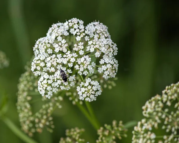 Närbild Vita Blommor Grön Bakgrund — Stockfoto