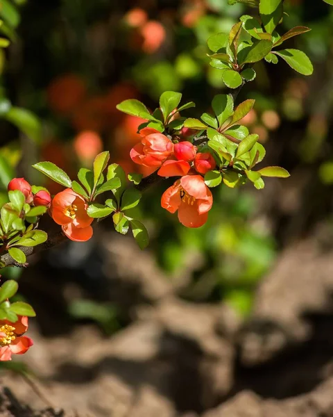 Floraison Branche Coing Japonais — Photo