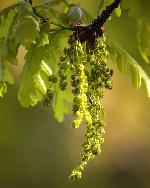 Branche Florale Chêne Aux Scolytes — Photo