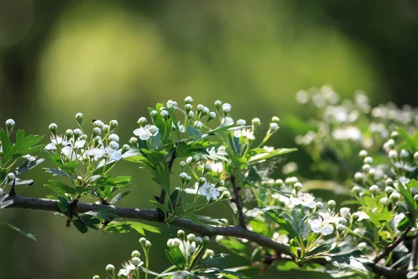 Blommande Gren Hagtorn Närbild — Stockfoto