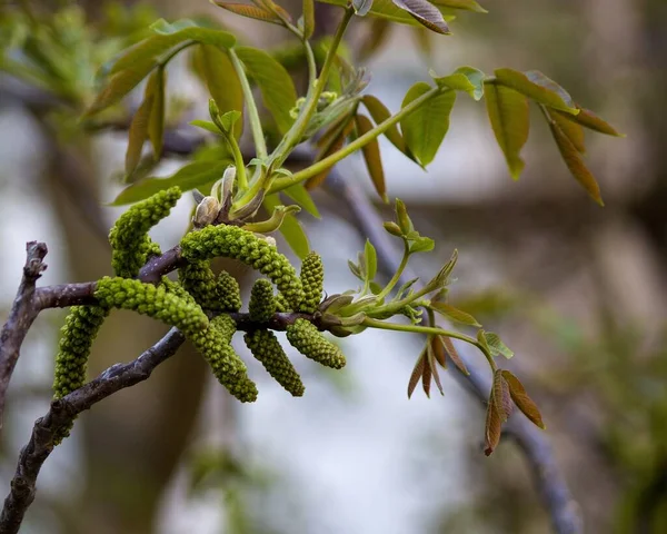 Floraison Branche Noyer Gros Plan — Photo