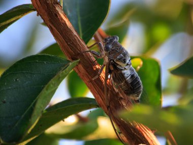 Ağaca yakın bir dalda ağustos böceği