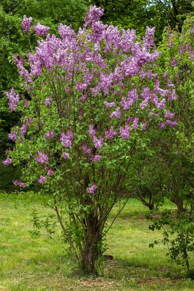 花园里的丁香花丛 — 图库照片