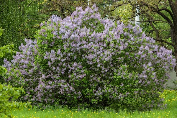 花园里的丁香花丛 — 图库照片