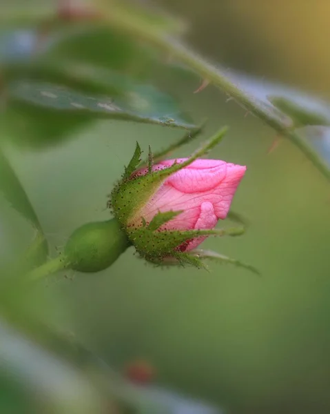 在花园的特写镜头中绽放着一朵玫瑰花 — 图库照片