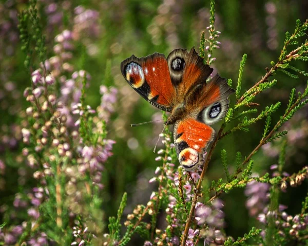 Borboleta Colorida Uma Flor Rosa Urze Closeup — Fotografia de Stock