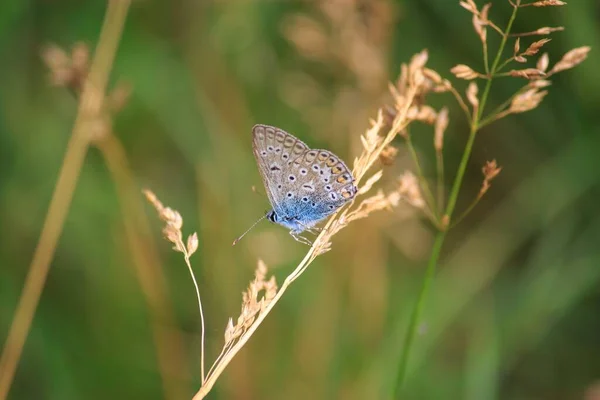 Синій Метелик Траві Крупним Планом — стокове фото
