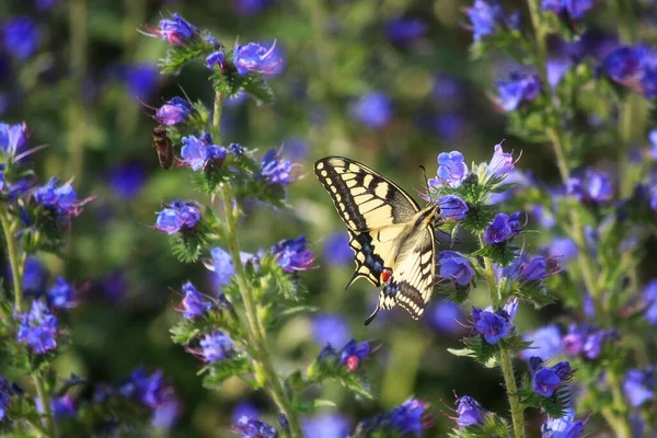 Borboleta Uma Flor Azul Closeup — Fotografia de Stock