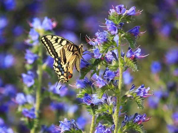 Borboleta Uma Flor Azul Closeup — Fotografia de Stock