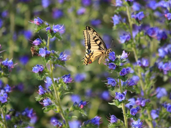 Motýl Modré Květině Detailní — Stock fotografie