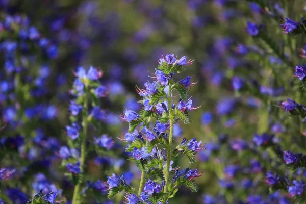 Μπλε Λουλούδια Από Μέλι Στο Λιβάδι — Φωτογραφία Αρχείου