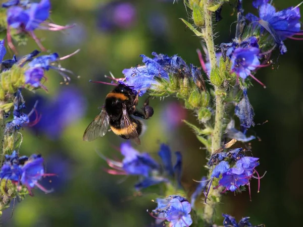 Bumblebee Ένα Μπλε Λουλούδι Closeup — Φωτογραφία Αρχείου