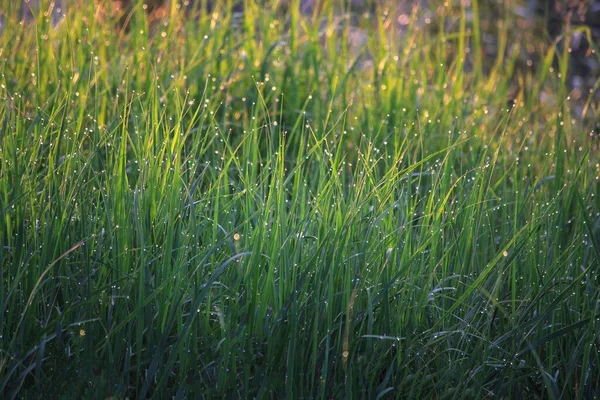 Green Grass Meadow Morning Dew — Stock Photo, Image