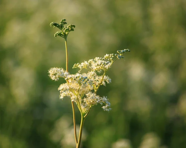 Fleurs Sauvages Prairie Doux Dans Champ — Photo