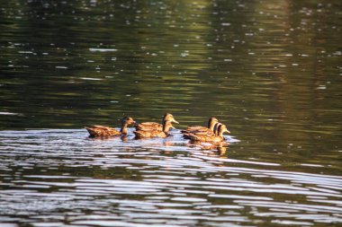Nehirdeki ördek ailesi