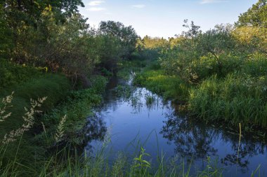 Ormandaki küçük nehir