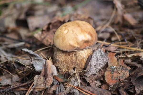 Boletus Edulis Mantarı Yakın Plan — Stok fotoğraf