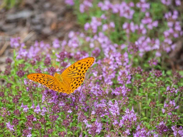 Borboleta Close Tomilho Florido — Fotografia de Stock