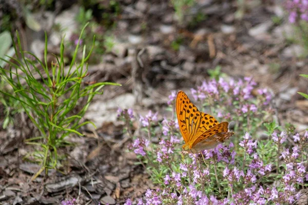 Motýl Kvetoucím Tymiánu Detailní Záběr — Stock fotografie