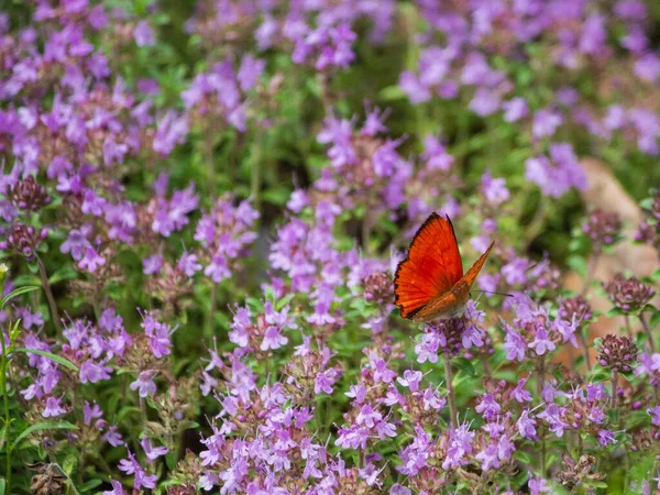 蝴蝶在开花的百里香上飞翔 — 图库照片