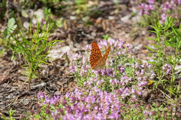 Motýl Kvetoucím Tymiánu Detailní Záběr — Stock fotografie