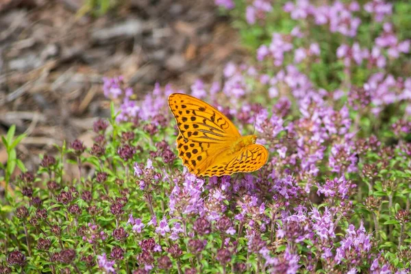 Borboleta Close Tomilho Florido — Fotografia de Stock