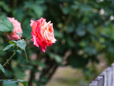 Bahçede narin pembe bir gül