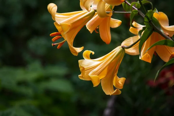 Pomarańczowe Żółte Kwiaty Lilii Ogrodzie — Zdjęcie stockowe