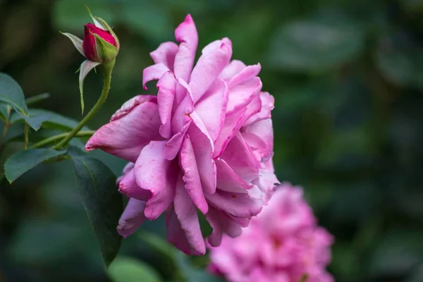 Zbliżenie Purpurowej Róży Ogrodzie — Zdjęcie stockowe