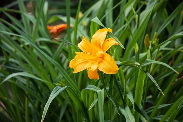 Żółty Dzień Lilia Kwiaty Ogrodzie — Zdjęcie stockowe