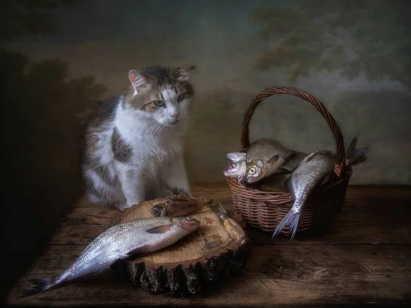 Still life with fish and sad cat