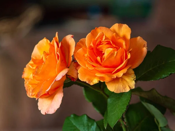 Pomarańczowa Róża Zielonym Tle Zbliżenie — Zdjęcie stockowe