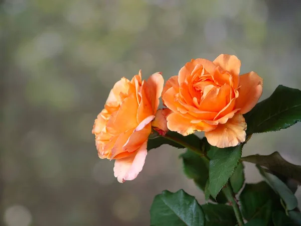 Rose Orange Dans Jardin Gros Plan — Photo