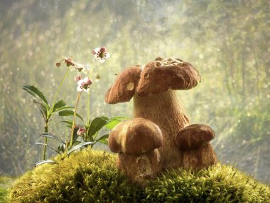  Ormanda beyaz mantar