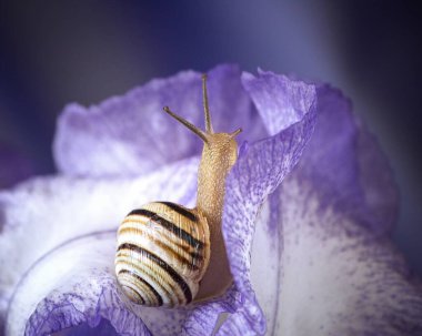 Mor zambak çiçekleri üzerinde küçük şirin bir salyangoz.