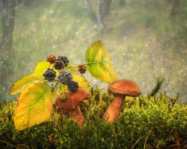 Ormanda Böğürtlen Dalının Altında Mantar — Stok fotoğraf