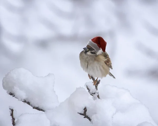 Moineau Chapeau Père Noël Sur Neige — Photo