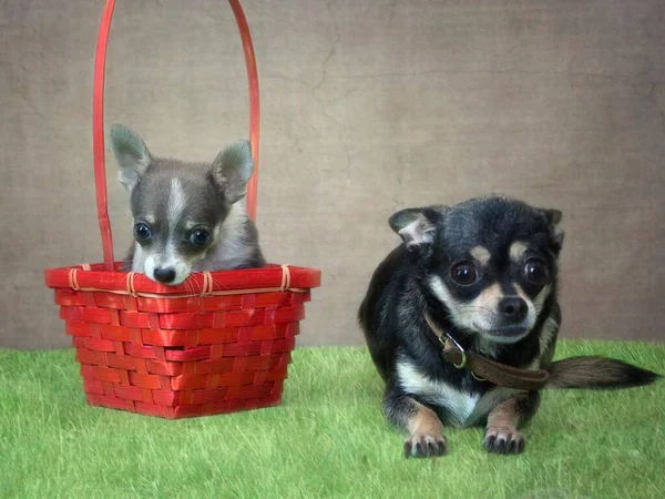 Porträt Von Mutter Und Sohn Chihuahua Hunde — Stockfoto