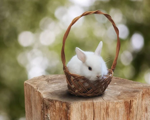 Kleines Weißes Kaninchen Korb — Stockfoto