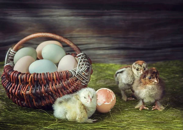 Ostereier Korb Und Neugeborene Küken — Stockfoto